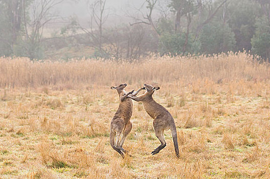 大灰袋鼠,争斗,哥斯高国家公园,新,南威尔士,澳大利亚