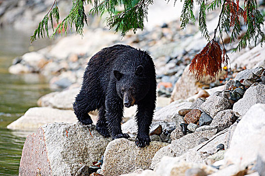 美洲黑熊,北美,黑熊,加拿大