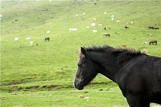 马,风景,绿色,草地,比利牛斯山脉