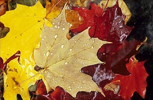 雨滴,秋天,枫叶,深秋,阿尔冈金,国家公园,安大略省,加拿大
