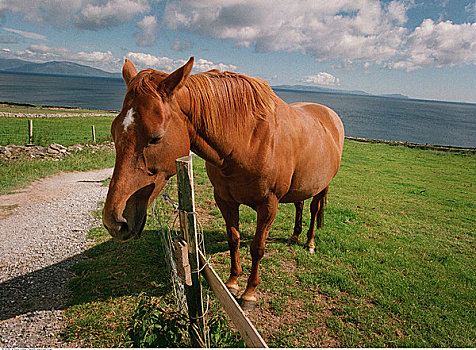 马,栅栏,爱尔兰