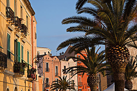 意大利,萨丁尼亚,建筑,棕榈树,老城,日落
