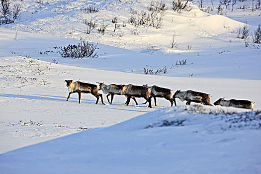 瑞典,拉普兰,国家公园,驯鹿,驯鹿属