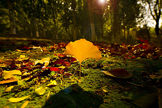 秋天树林里阳光下青苔上的一片黄色银杏叶