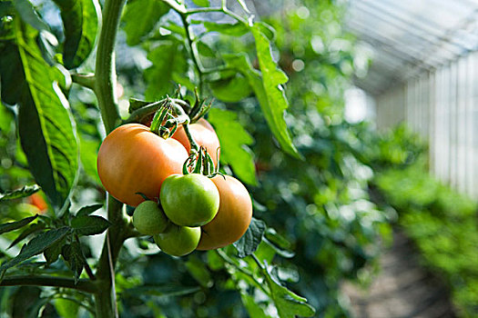 西红柿,成熟,温室