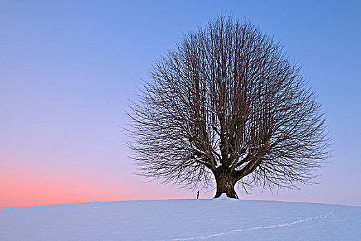 酸橙树,日落,瑞士