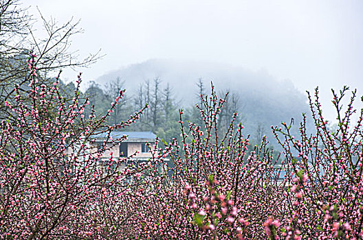 田园雾色