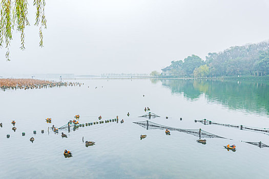 杭州西里湖秋景鸳鸯戏水