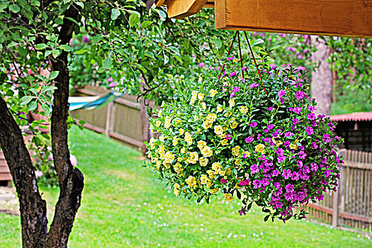 花盆,彩色,矮牵牛花属植物,悬挂,后院