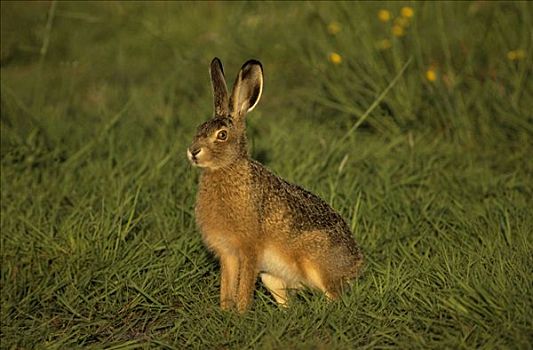 欧洲野兔,成年,欧洲