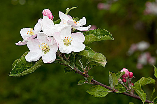 苹果树,花,巴登符腾堡,德国,欧洲