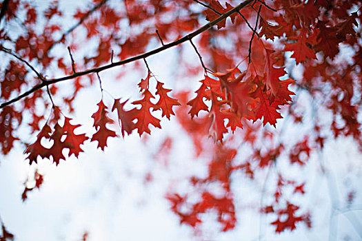 红色,秋叶,荷兰