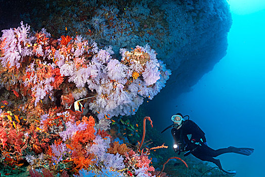 潜水,悬垂,繁茂,软珊瑚,软珊瑚目,印度洋,马尔代夫,亚洲