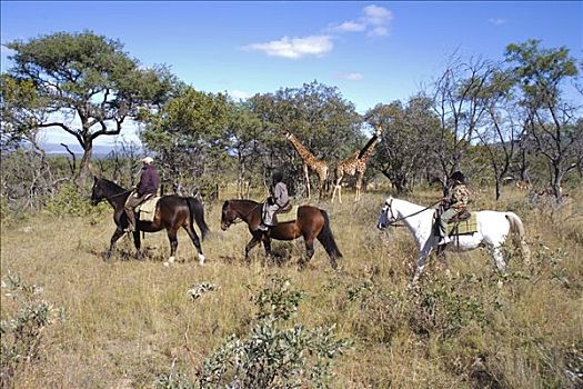 南非,林波波河,省,高原,狩猎向导,孩子,骑马