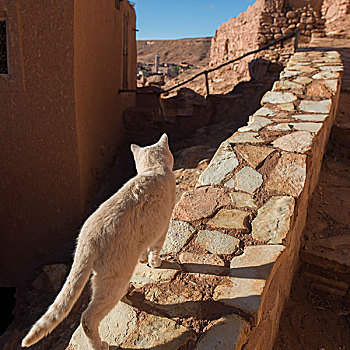 猫,石墙,瓦尔扎扎特,摩洛哥
