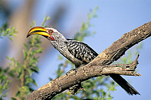 纳米比亚,埃托沙国家公园