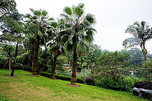 亚热带,热带风光,植物园