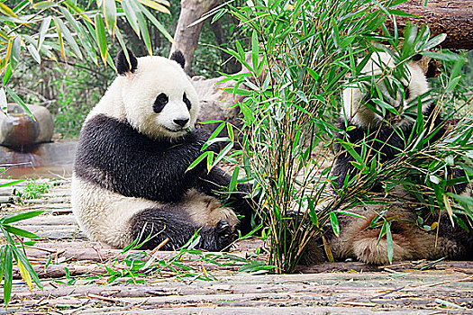 两个,大熊猫,竹子,叶子,成都,熊猫,饲养,四川,中国