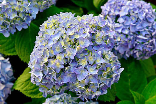蓝色,八仙花属,盛开,自然