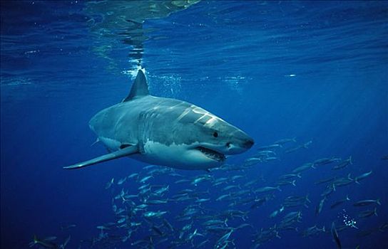 大白鲨,沙鲨属,鱼群,瓜达卢佩,墨西哥