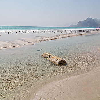 山,海洋,海鸥,满,阿曼,海岸线,塞拉莱