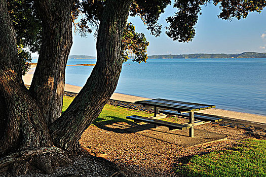 野餐,区域,靠近,海岸,奥克兰,北岛,新西兰