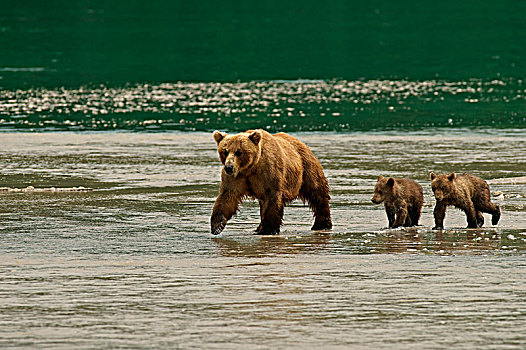棕熊,女性,河,幼兽,堪察加半岛,俄罗斯,欧洲