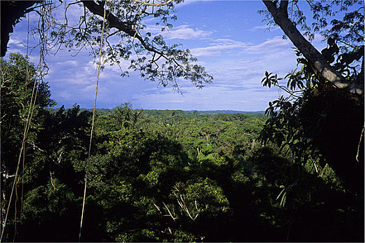 厄瓜多尔,亚马逊盆地,靠近,雨林,树荫