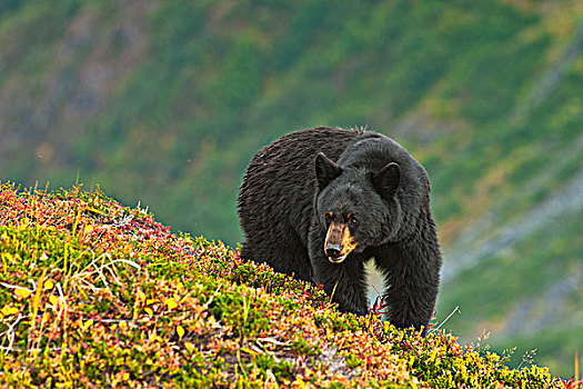 黑熊,觅食,浆果,山坡,靠近,小路,出口,冰河,奇奈峡湾国家公园,阿拉斯加,秋天