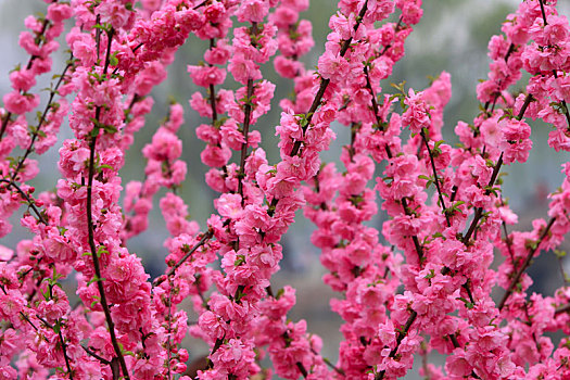 春天里盛开着的美丽的榆叶梅
