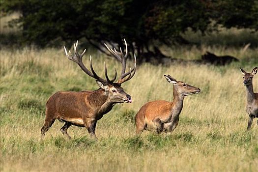 红色,杜鹿,跟随,雌鹿,赤鹿,高温,行为,雄性,雌性,鹿属,鹿