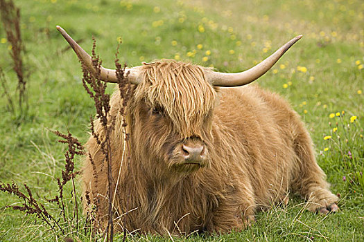 草场,高原牛,卧,动物,哺乳动物,牛角,拿着,反刍动物,母牛,房子,牛肉,比赛,苏格兰,畜牧,物种,牛