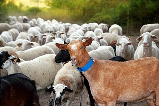 山羊,绵羊,牧群,成群,户外,轨迹,自然