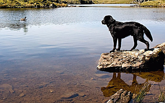 狗,看,鹅,角度,山中小湖,湖区,坎布里亚,英格兰