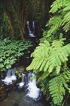夏威夷,夏威夷大岛,阿卡卡瀑布州立公园,飘动,动作,河流,蕨类,植物