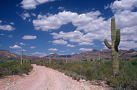 石头,道路,管风琴仙人掌国家保护区,亚利桑那,美国