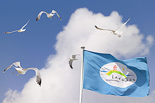 旗帜,海鸥,天空,云,德国,下萨克森,岛屿,目的地,渡假岛,动物,鸟,飞行,夏天,户外