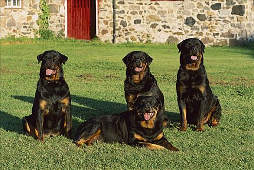 罗特韦尔犬,狗,四个,成年,休息,一起,草地