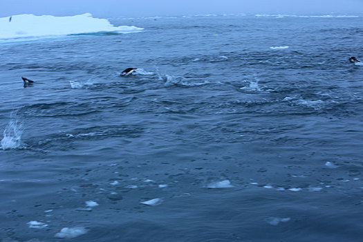 在南极冰海中的企鹅