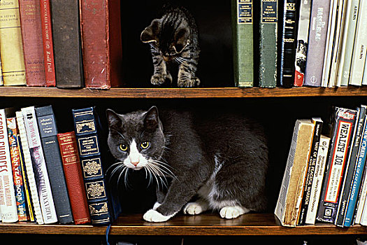 猫,小猫,书架
