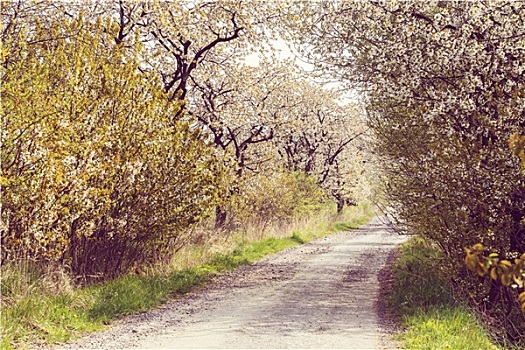 道路,小路,樱桃树,开花