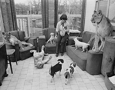 狗,狮子,女人,客厅,英格兰,英国