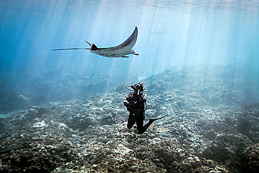 大鳐鱼,蝠鲼,游动,上方,潜水,巴厘岛,印度尼西亚