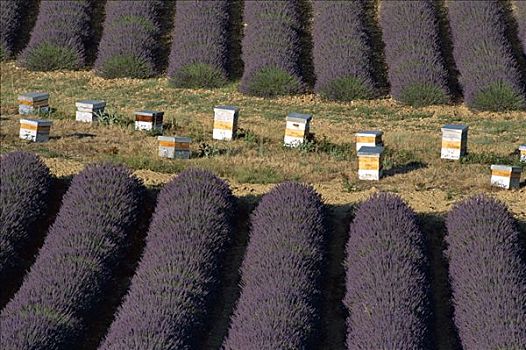 薰衣草,地点,蜂巢,瓦伦索,普罗旺斯,法国