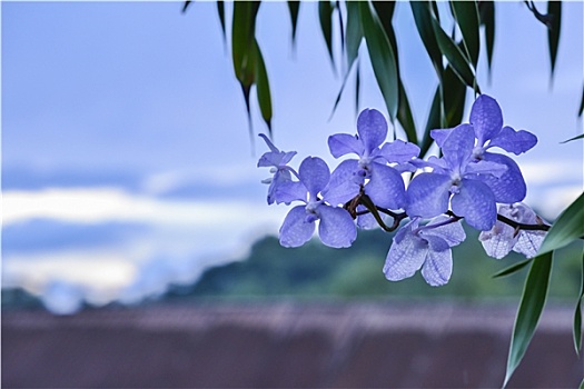 蓝花,树上