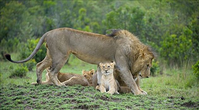 狮子,交际,动作,两个,马赛马拉国家保护区,肯尼亚,东非