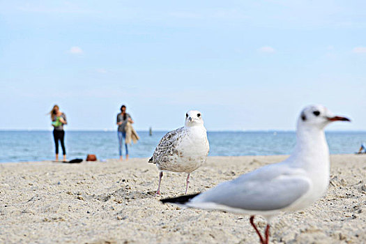 海鸥