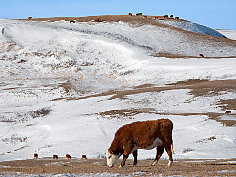 牲畜,赫里福德,牛肉,母牛,放牧,积雪,草场,冬天,艾伯塔省,加拿大