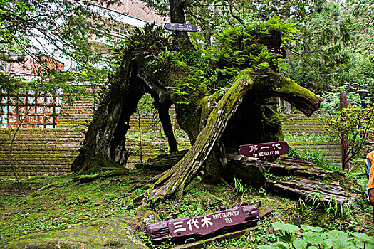 台湾嘉义市阿里山原始森林中的,三代木