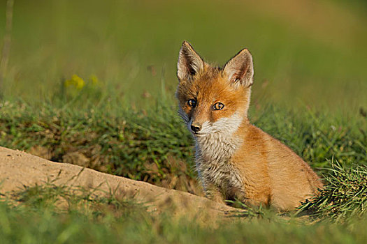 红狐,狐属,幼兽,洞穴,黑森州,德国,欧洲